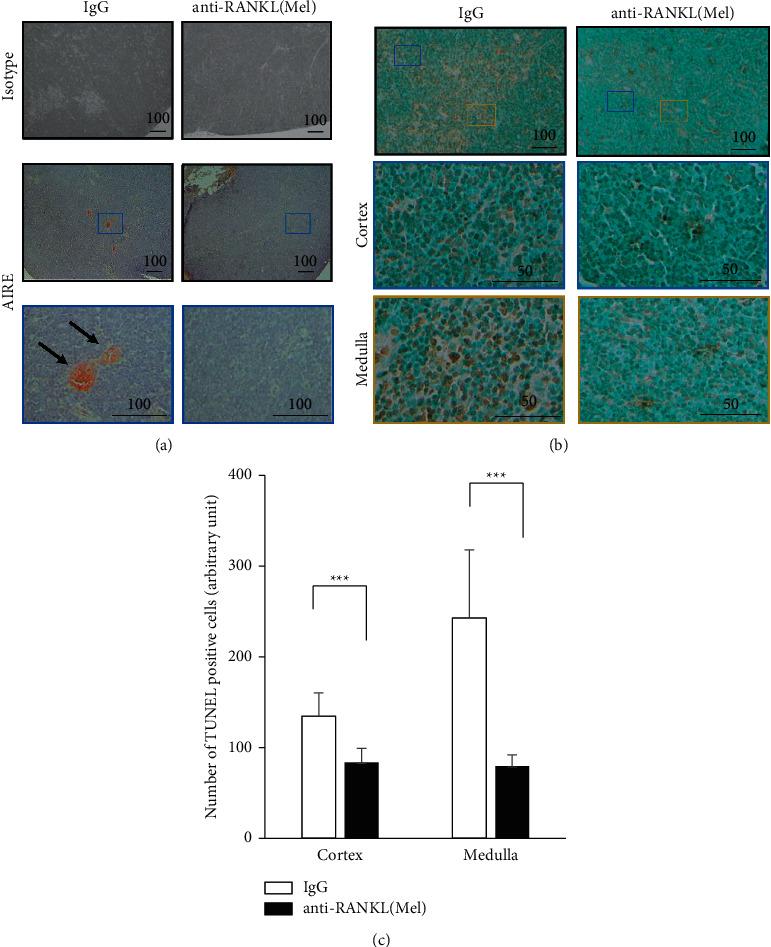 https://cdn.ncbi.nlm.nih.gov/pmc/blobs/e78e/9033356/a592e8b762ae/IJD2022-9299602.003.jpg