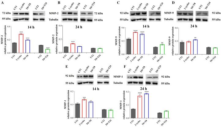 https://cdn.ncbi.nlm.nih.gov/pmc/blobs/e790/11898498/2bf23d531ad4/cells-14-00332-g009.jpg