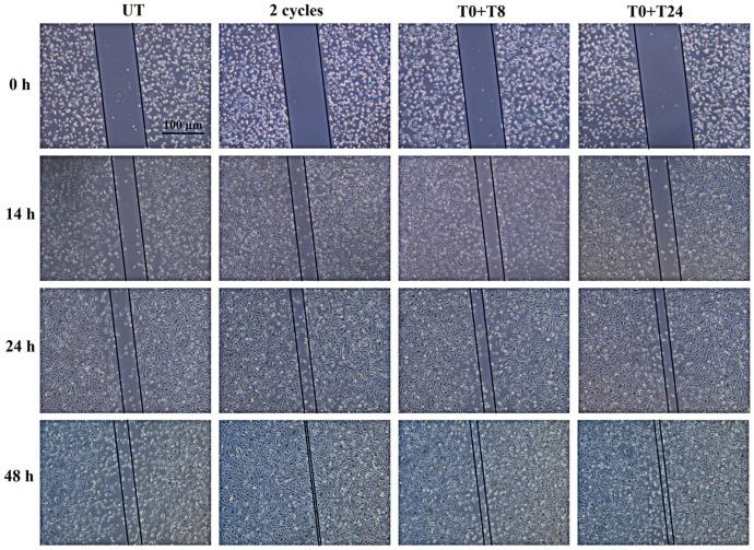 https://cdn.ncbi.nlm.nih.gov/pmc/blobs/e790/11898498/4ea6e0704ac4/cells-14-00332-g010.jpg
