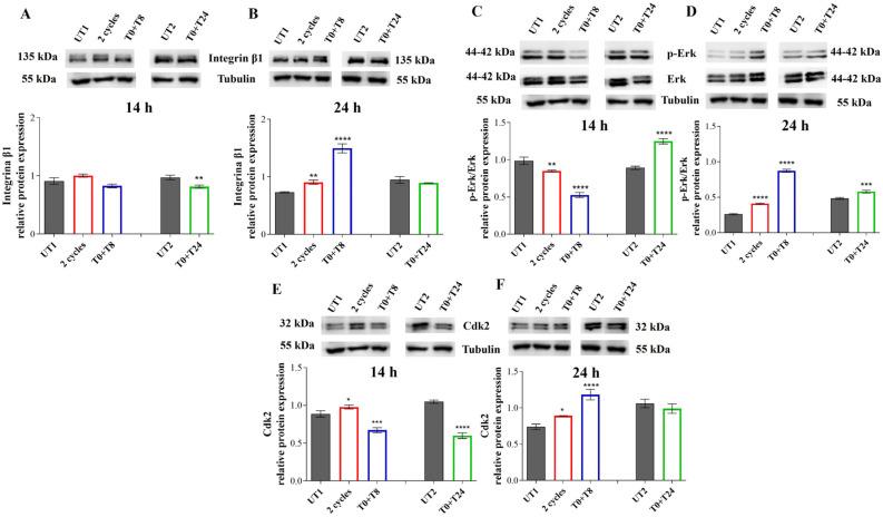 https://cdn.ncbi.nlm.nih.gov/pmc/blobs/e790/11898498/6a1af5fb7e5d/cells-14-00332-g012.jpg