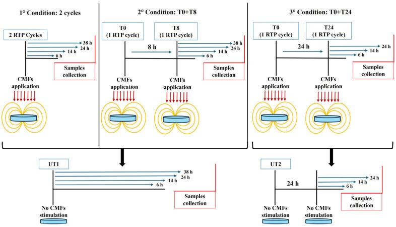 https://cdn.ncbi.nlm.nih.gov/pmc/blobs/e790/11898498/912e5b4647b2/cells-14-00332-g002.jpg