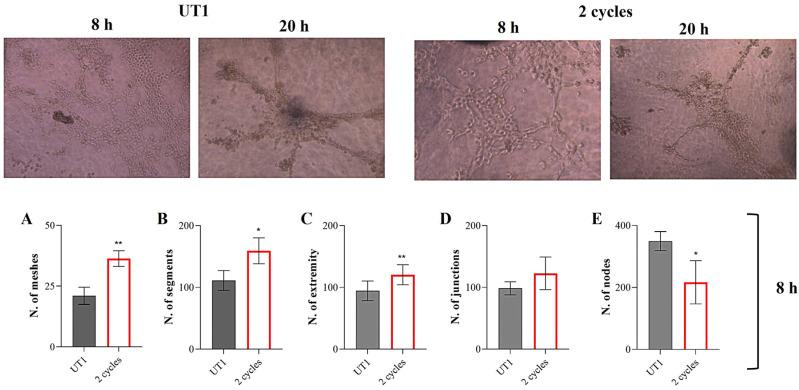 https://cdn.ncbi.nlm.nih.gov/pmc/blobs/e790/11898498/9f69c76f687a/cells-14-00332-g014.jpg