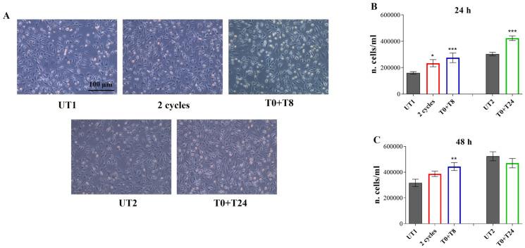 https://cdn.ncbi.nlm.nih.gov/pmc/blobs/e790/11898498/c8129115e60c/cells-14-00332-g005.jpg