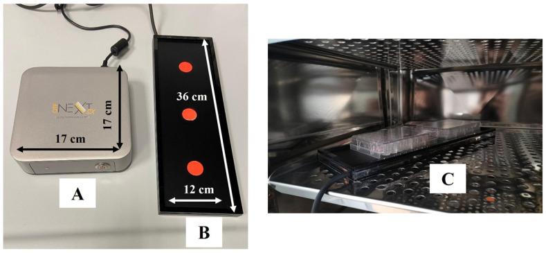 https://cdn.ncbi.nlm.nih.gov/pmc/blobs/e790/11898498/e4f26964cb68/cells-14-00332-g001.jpg