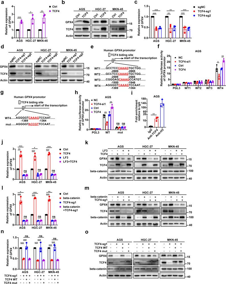 https://cdn.ncbi.nlm.nih.gov/pmc/blobs/e799/9613693/989eada7b90d/41418_2022_1008_Fig4_HTML.jpg