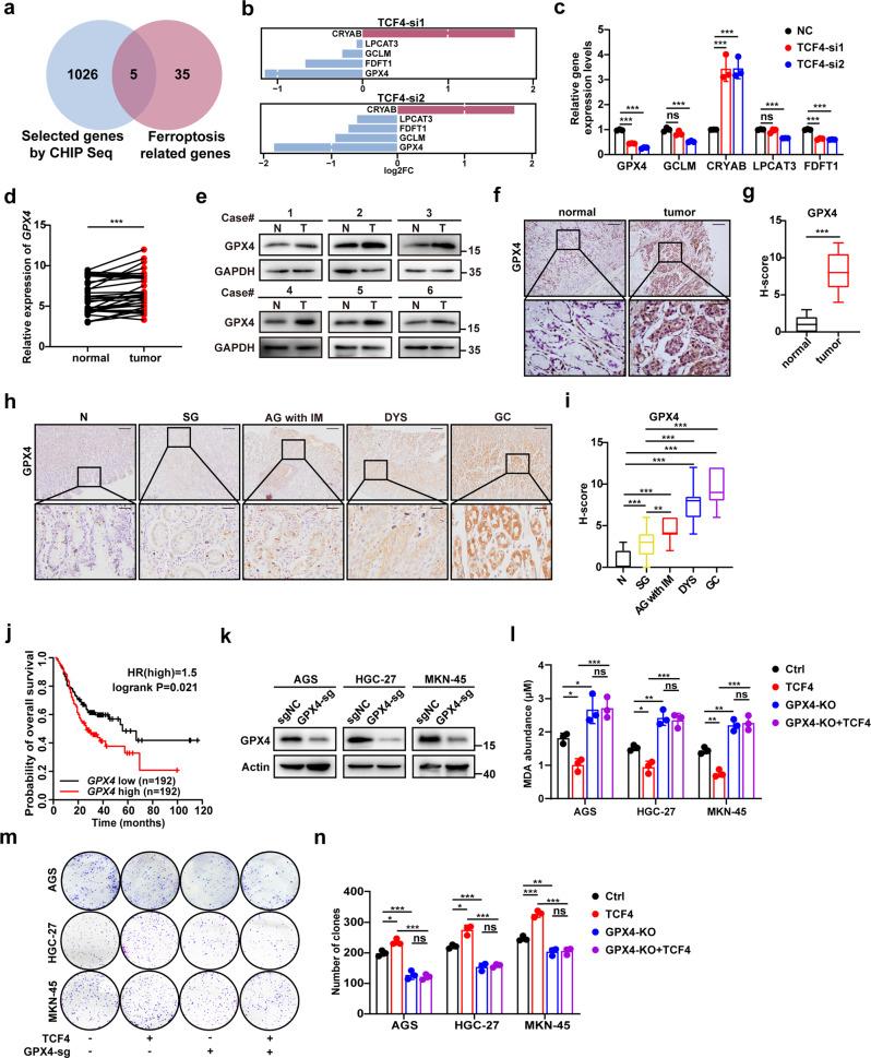 https://cdn.ncbi.nlm.nih.gov/pmc/blobs/e799/9613693/ad273cf6e140/41418_2022_1008_Fig3_HTML.jpg