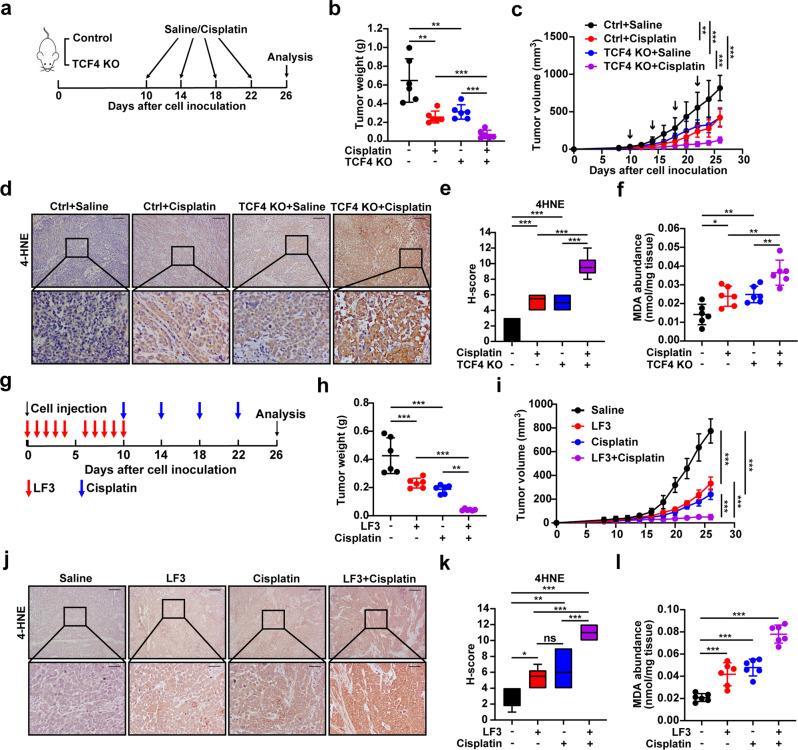 https://cdn.ncbi.nlm.nih.gov/pmc/blobs/e799/9613693/c6f36c8553ef/41418_2022_1008_Fig6_HTML.jpg