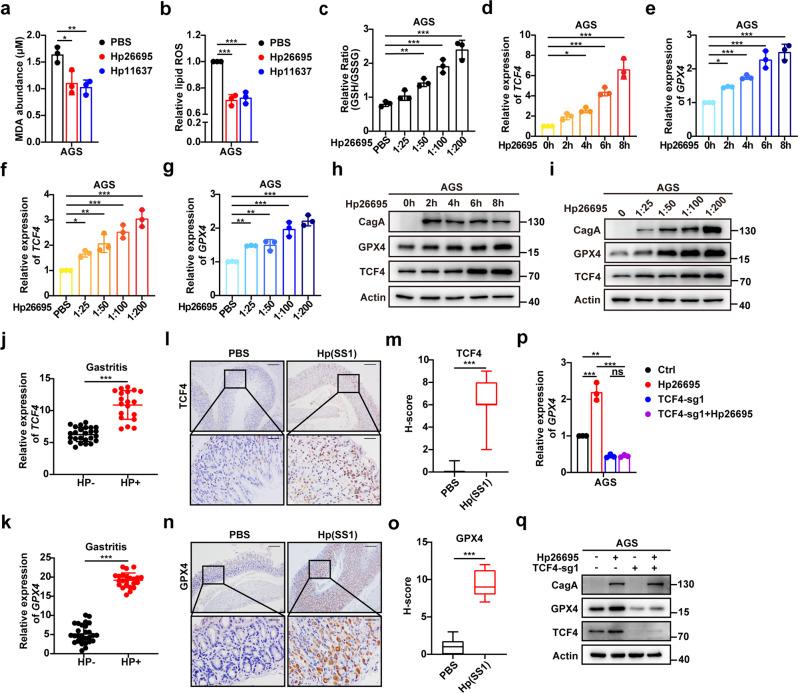 https://cdn.ncbi.nlm.nih.gov/pmc/blobs/e799/9613693/df8a68c21e7a/41418_2022_1008_Fig7_HTML.jpg