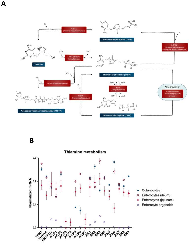 https://cdn.ncbi.nlm.nih.gov/pmc/blobs/e79b/12014454/a26cb968d860/fnut-12-1541054-g003.jpg