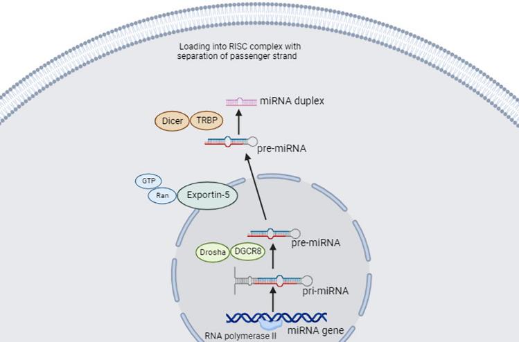 https://cdn.ncbi.nlm.nih.gov/pmc/blobs/e79d/11294399/ca4af0327539/12032_2024_2450_Fig1_HTML.jpg