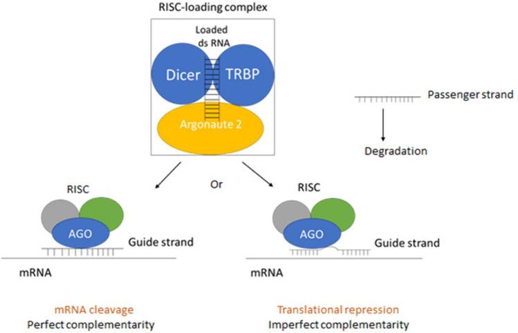 https://cdn.ncbi.nlm.nih.gov/pmc/blobs/e79d/11294399/ca72f13fcf48/12032_2024_2450_Fig2_HTML.jpg