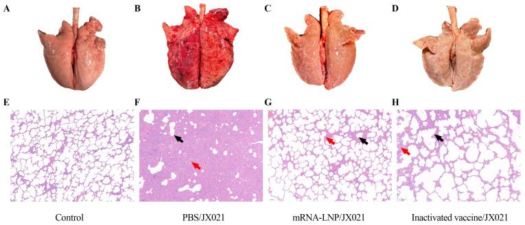 https://cdn.ncbi.nlm.nih.gov/pmc/blobs/e79e/12195396/e35be34c8f1f/microorganisms-13-01332-g008.jpg
