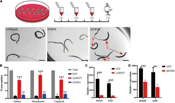 https://cdn.ncbi.nlm.nih.gov/pmc/blobs/e7a0/9750798/a0e516cee28b/fmicb-13-1045490-g003.jpg