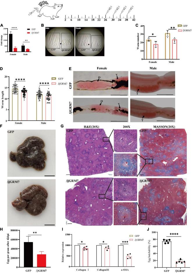 https://cdn.ncbi.nlm.nih.gov/pmc/blobs/e7a0/9750798/b266b1540d8c/fmicb-13-1045490-g005.jpg
