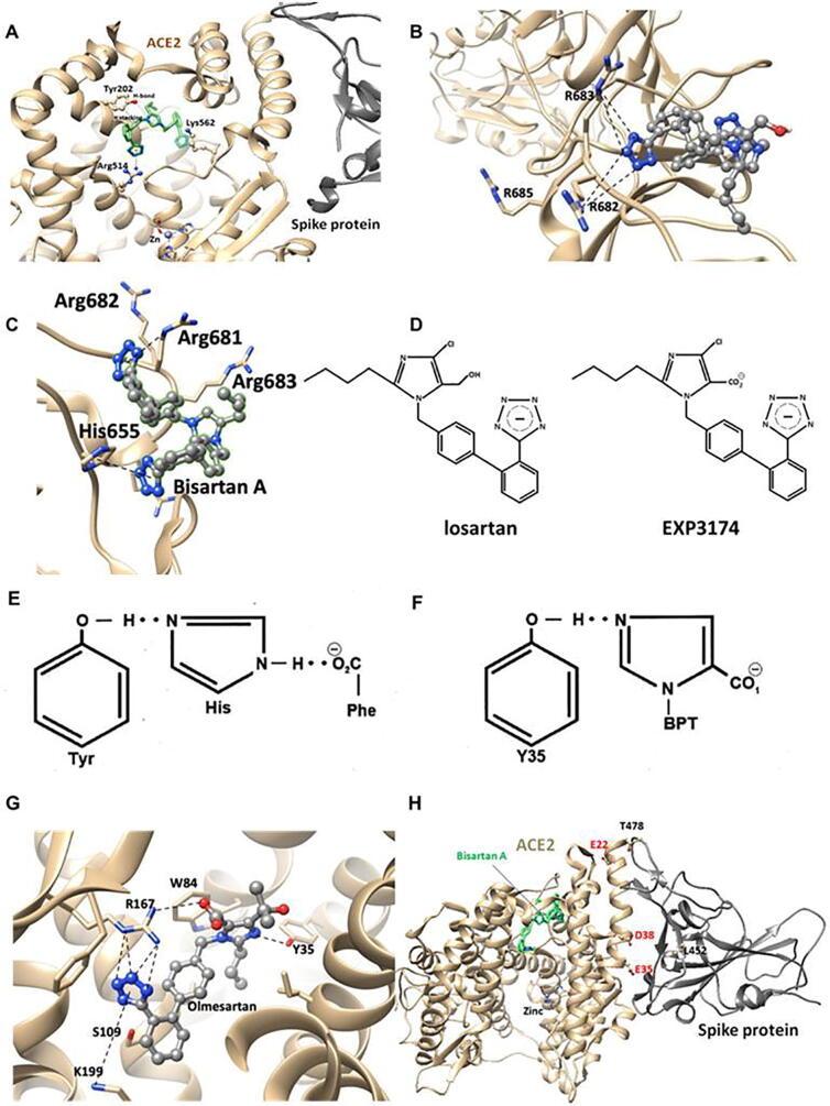 https://cdn.ncbi.nlm.nih.gov/pmc/blobs/e7a3/9079776/ead30834ca9e/gr10.jpg