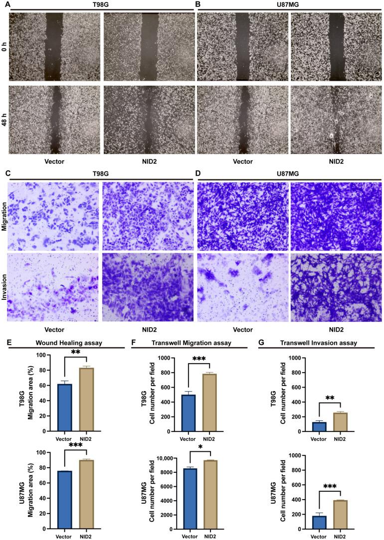 https://cdn.ncbi.nlm.nih.gov/pmc/blobs/e7ac/12028320/ec1191695f20/ijms-26-03859-g007.jpg