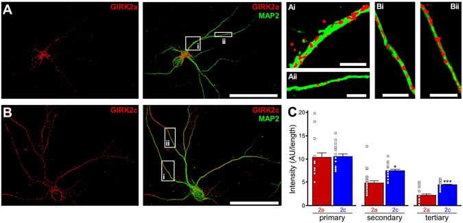 https://cdn.ncbi.nlm.nih.gov/pmc/blobs/e7b1/5431628/7316726b4c19/41598_2017_1820_Fig3_HTML.jpg