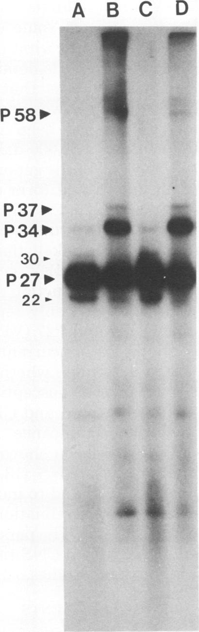 https://cdn.ncbi.nlm.nih.gov/pmc/blobs/e7b2/351512/acf297e5058c/iai00163-0373-a.jpg