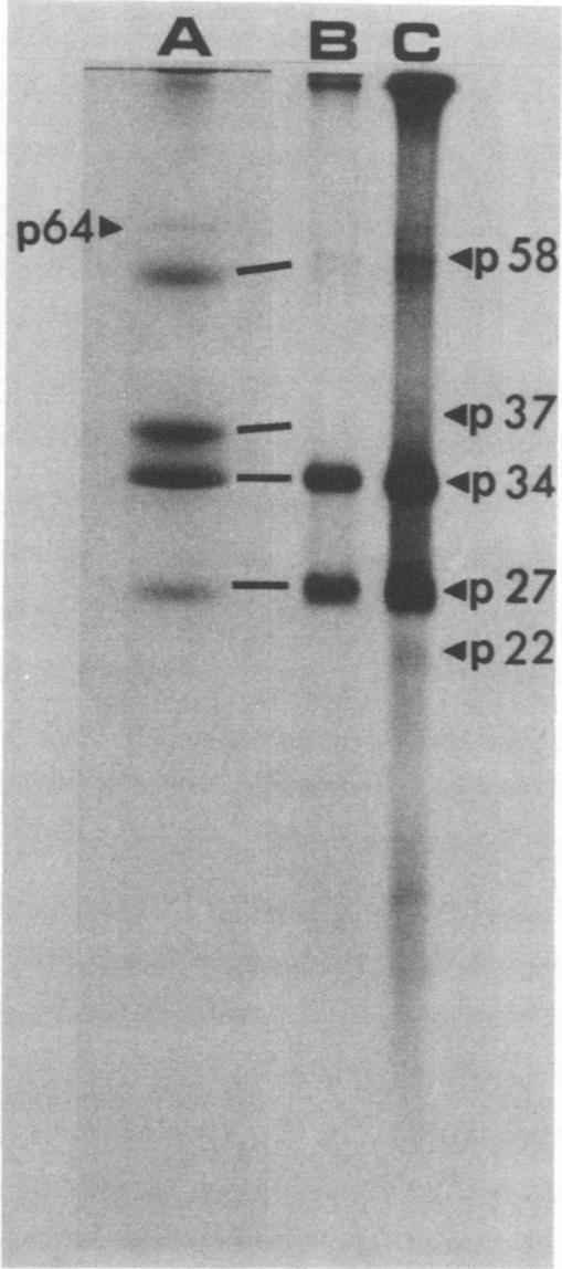 https://cdn.ncbi.nlm.nih.gov/pmc/blobs/e7b2/351512/bc05dd6b5e23/iai00163-0371-a.jpg