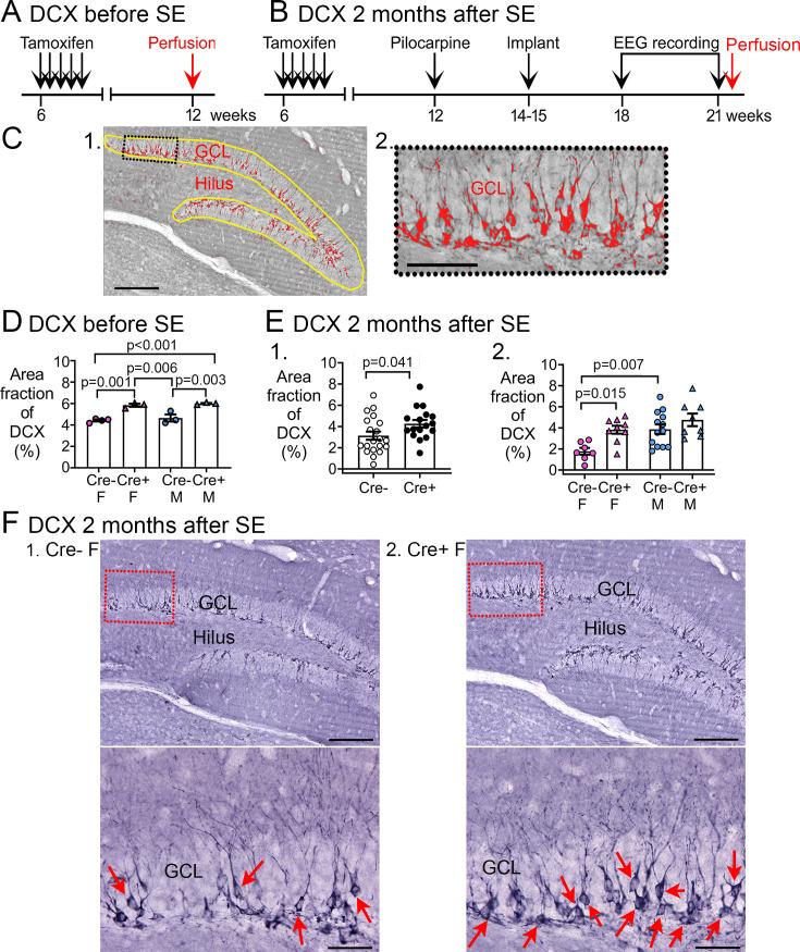 https://cdn.ncbi.nlm.nih.gov/pmc/blobs/e7b4/11501206/7fae02c10995/elife-90893-fig5.jpg