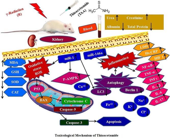 https://cdn.ncbi.nlm.nih.gov/pmc/blobs/e7b5/8201556/aabb067b8171/tfab037ga.jpg
