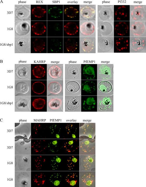 https://cdn.ncbi.nlm.nih.gov/pmc/blobs/e7b6/2063733/c36d9056c56e/jcb1720899f03.jpg