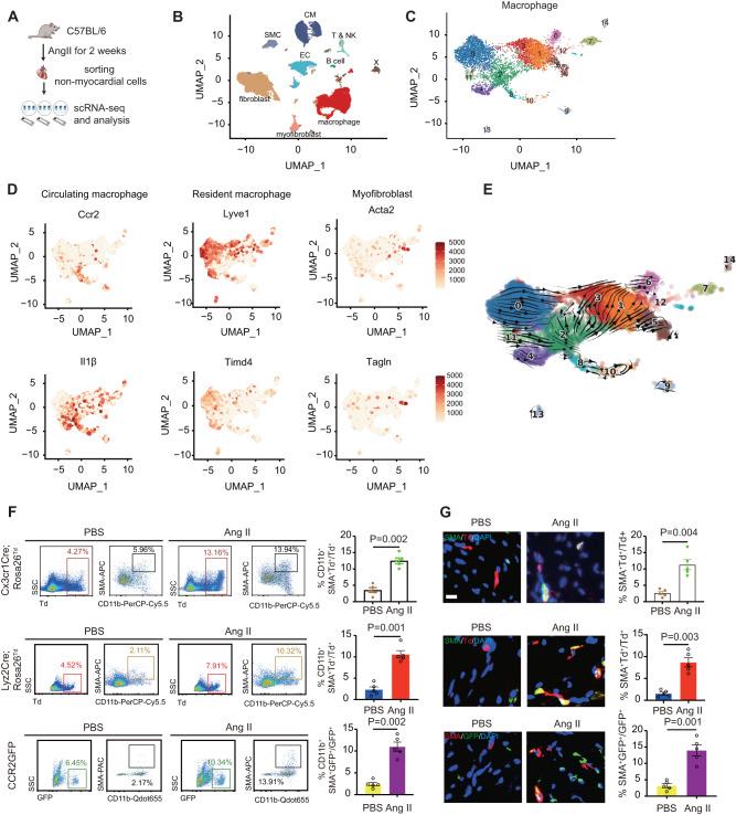 https://cdn.ncbi.nlm.nih.gov/pmc/blobs/e7b8/10914760/435267ae9abb/41467_2024_46357_Fig1_HTML.jpg