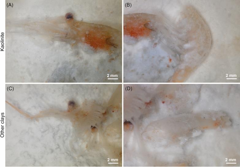 https://cdn.ncbi.nlm.nih.gov/pmc/blobs/e7b8/11236854/905f4480a74a/13358_2024_324_Fig2_HTML.jpg