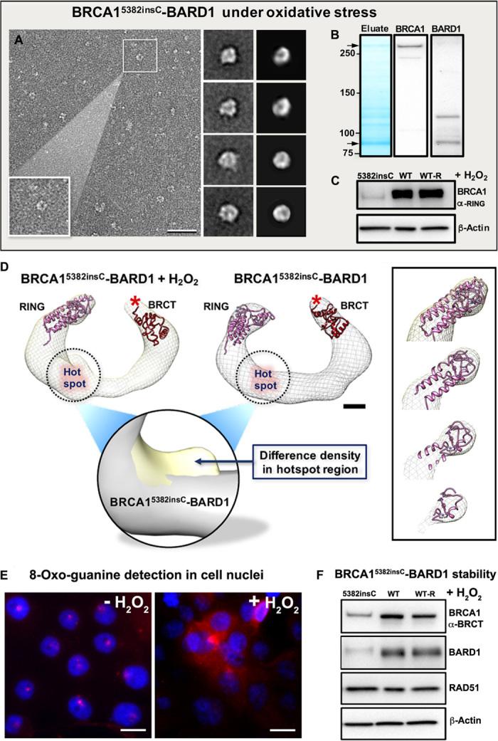 https://cdn.ncbi.nlm.nih.gov/pmc/blobs/e7ba/5606707/63db54899f0e/1701386-f3.jpg