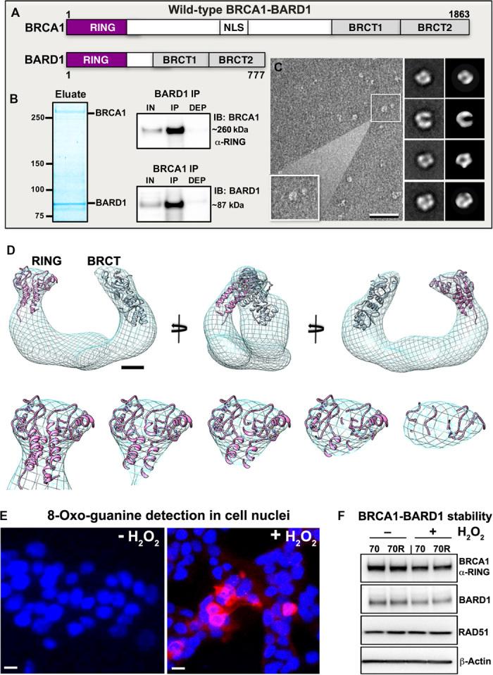 https://cdn.ncbi.nlm.nih.gov/pmc/blobs/e7ba/5606707/81db3fbf50e0/1701386-f1.jpg