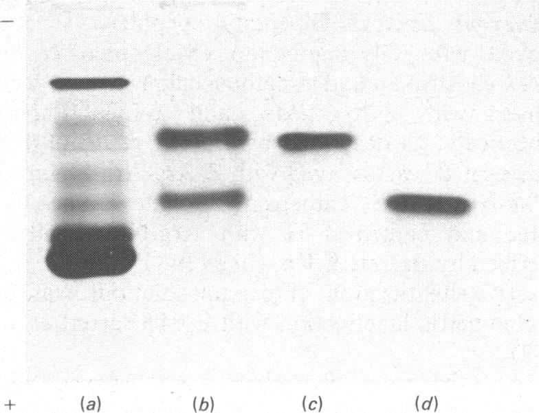 https://cdn.ncbi.nlm.nih.gov/pmc/blobs/e7c6/1154336/e64963c2fc42/biochemj00354-0137-a.jpg