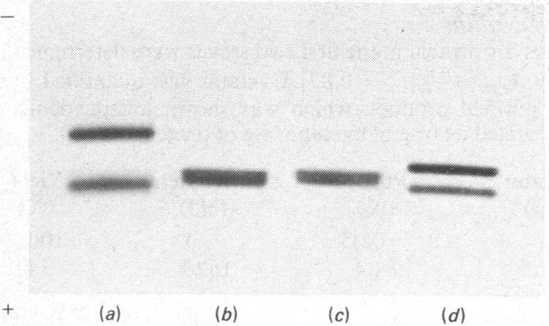 https://cdn.ncbi.nlm.nih.gov/pmc/blobs/e7c6/1154336/eee924886779/biochemj00354-0139-a.jpg