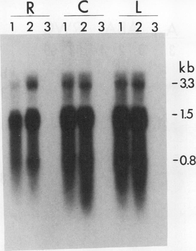 https://cdn.ncbi.nlm.nih.gov/pmc/blobs/e7c7/1075644/7f2b1caff40a/plntphys00710-0380-a.jpg