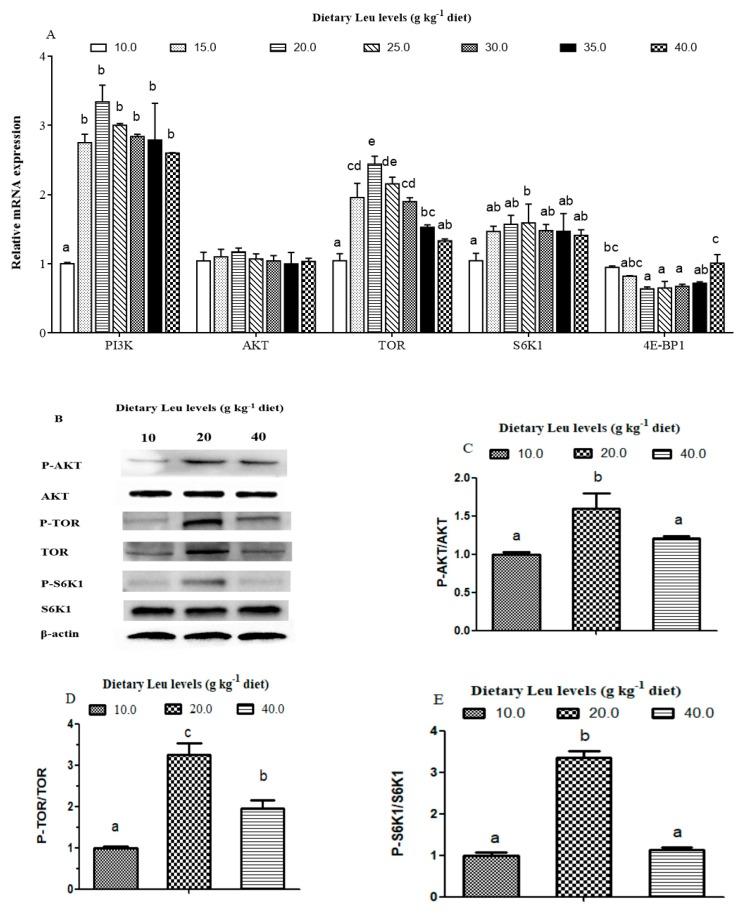 https://cdn.ncbi.nlm.nih.gov/pmc/blobs/e7c7/7072317/487ba11cff16/cells-09-00327-g006.jpg