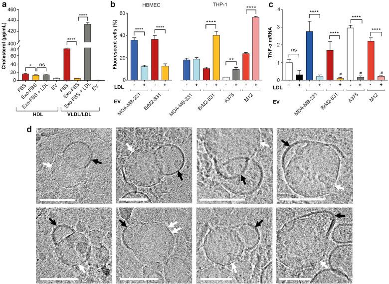 https://cdn.ncbi.nlm.nih.gov/pmc/blobs/e7c7/8971175/797d4b2d2508/JEV2-11-e12202-g001.jpg