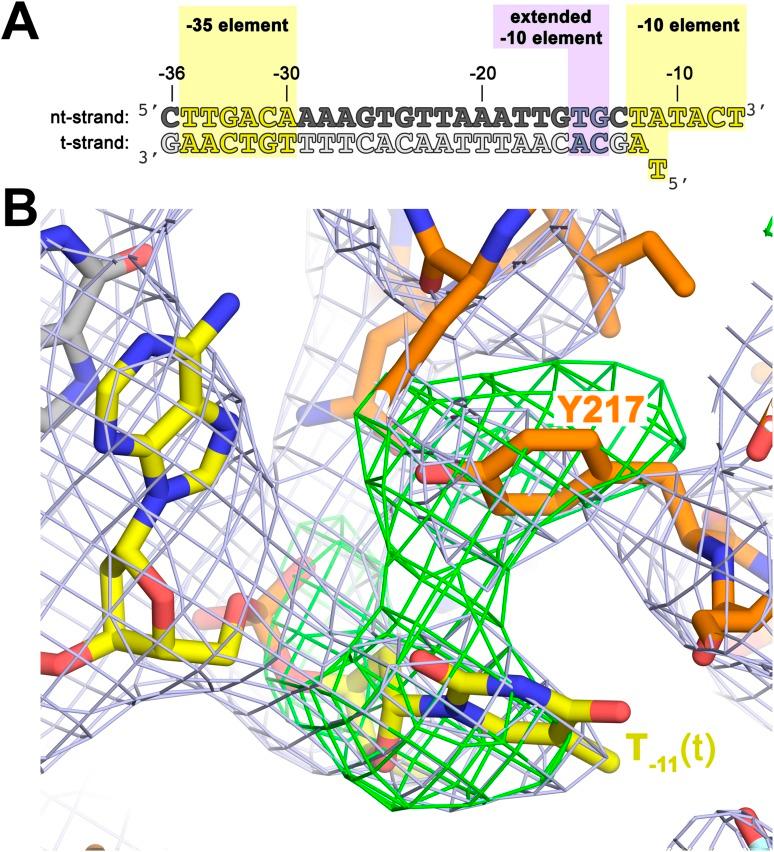 https://cdn.ncbi.nlm.nih.gov/pmc/blobs/e7c8/4593229/116e57cac92c/elife08504f004.jpg