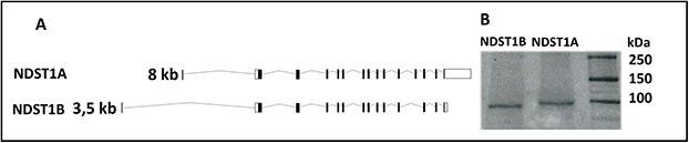 https://cdn.ncbi.nlm.nih.gov/pmc/blobs/e7ca/9132247/6c94496a10bb/cwac004f1.jpg