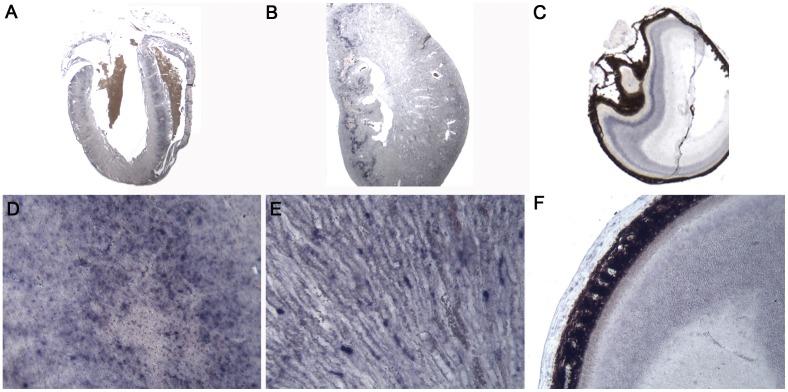 https://cdn.ncbi.nlm.nih.gov/pmc/blobs/e7cc/4128777/eb2feb4e3806/pone.0104568.g007.jpg