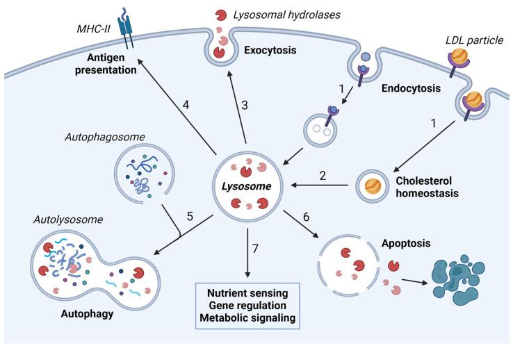 https://cdn.ncbi.nlm.nih.gov/pmc/blobs/e7ce/10930463/593443b3043a/cells-13-00459-g001.jpg