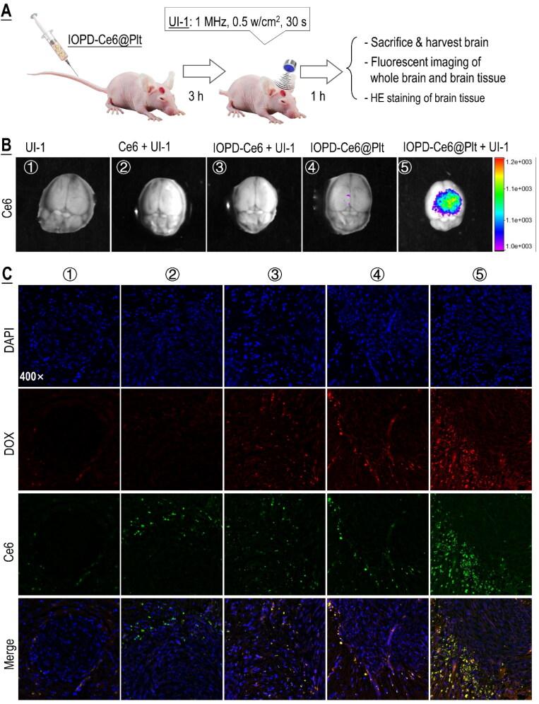 https://cdn.ncbi.nlm.nih.gov/pmc/blobs/e7cf/10240984/0926bbf642e6/IDRD_A_2219429_F0005_C.jpg