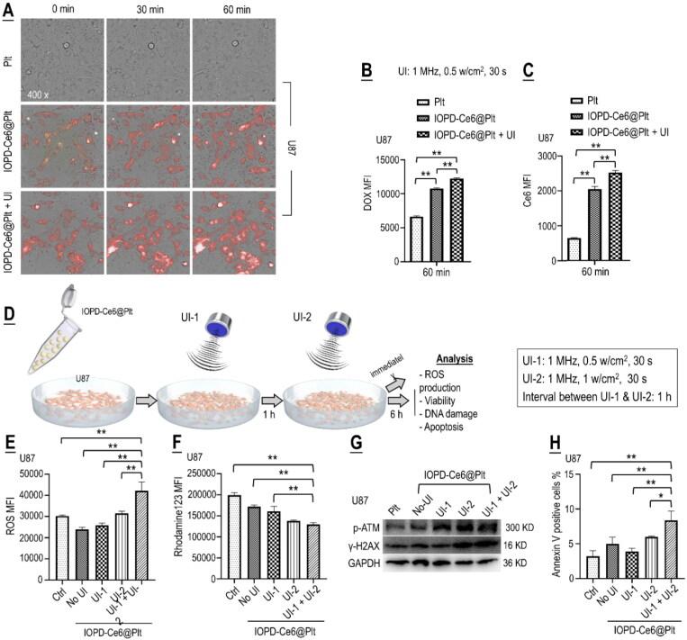 https://cdn.ncbi.nlm.nih.gov/pmc/blobs/e7cf/10240984/352a6932fb46/IDRD_A_2219429_F0004_C.jpg