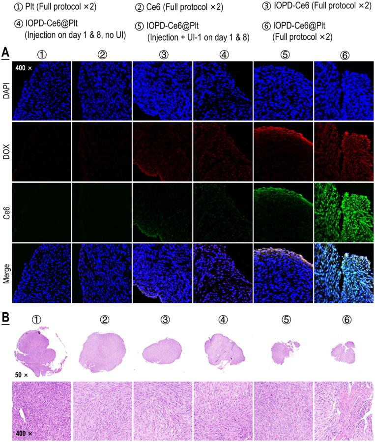 https://cdn.ncbi.nlm.nih.gov/pmc/blobs/e7cf/10240984/49d4b9241db2/IDRD_A_2219429_F0010_C.jpg