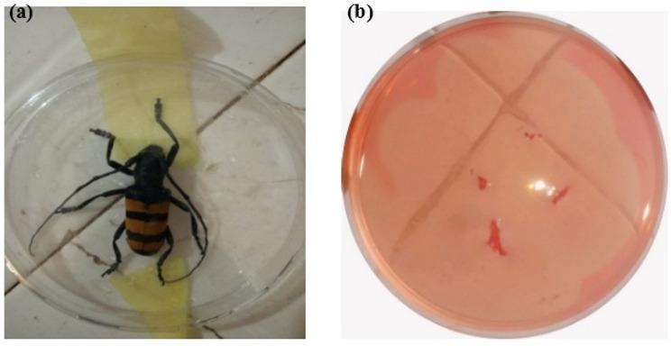 https://cdn.ncbi.nlm.nih.gov/pmc/blobs/e7d1/12186396/c14b2745fc3e/12934_2025_2755_Fig1_HTML.jpg