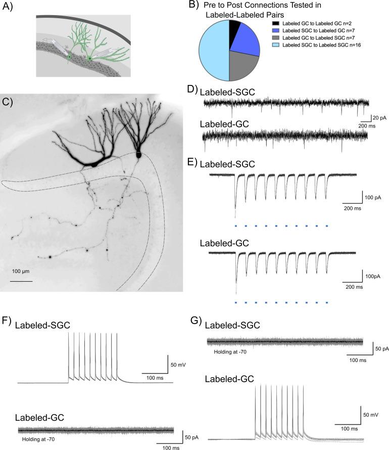 https://cdn.ncbi.nlm.nih.gov/pmc/blobs/e7d1/12387755/9661391208dc/elife-101428-fig3.jpg