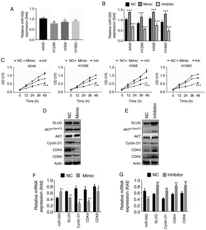 https://cdn.ncbi.nlm.nih.gov/pmc/blobs/e7d1/6854539/d3ecbed942d9/MMR-20-06-5172-g02.jpg