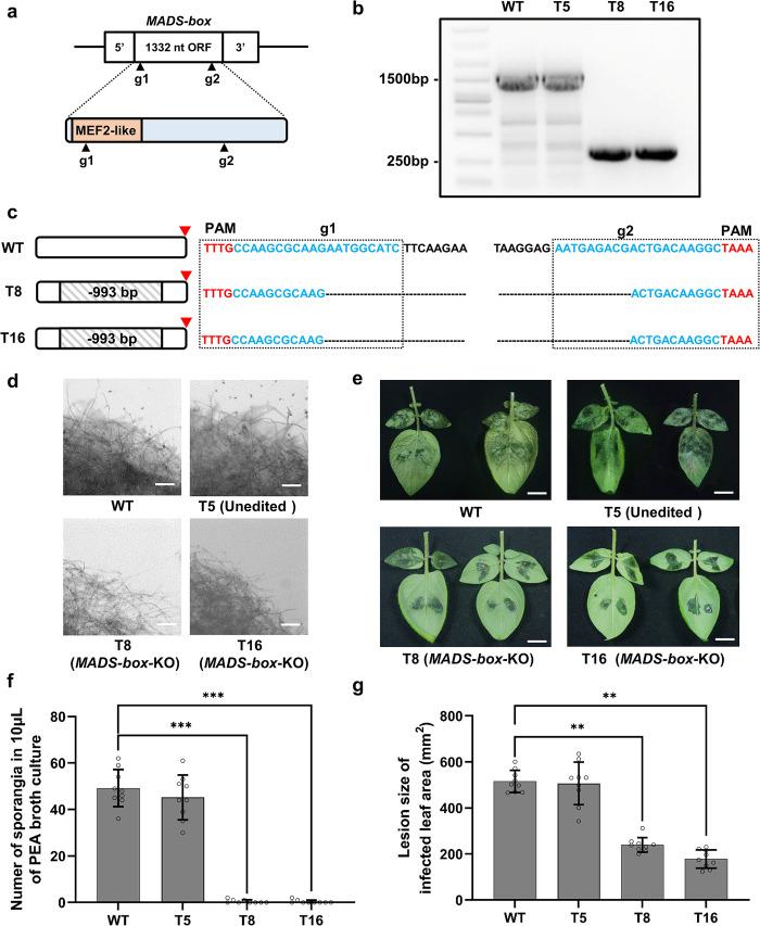 https://cdn.ncbi.nlm.nih.gov/pmc/blobs/e7d2/10156060/8229948918b9/ppat.1011346.g005.jpg