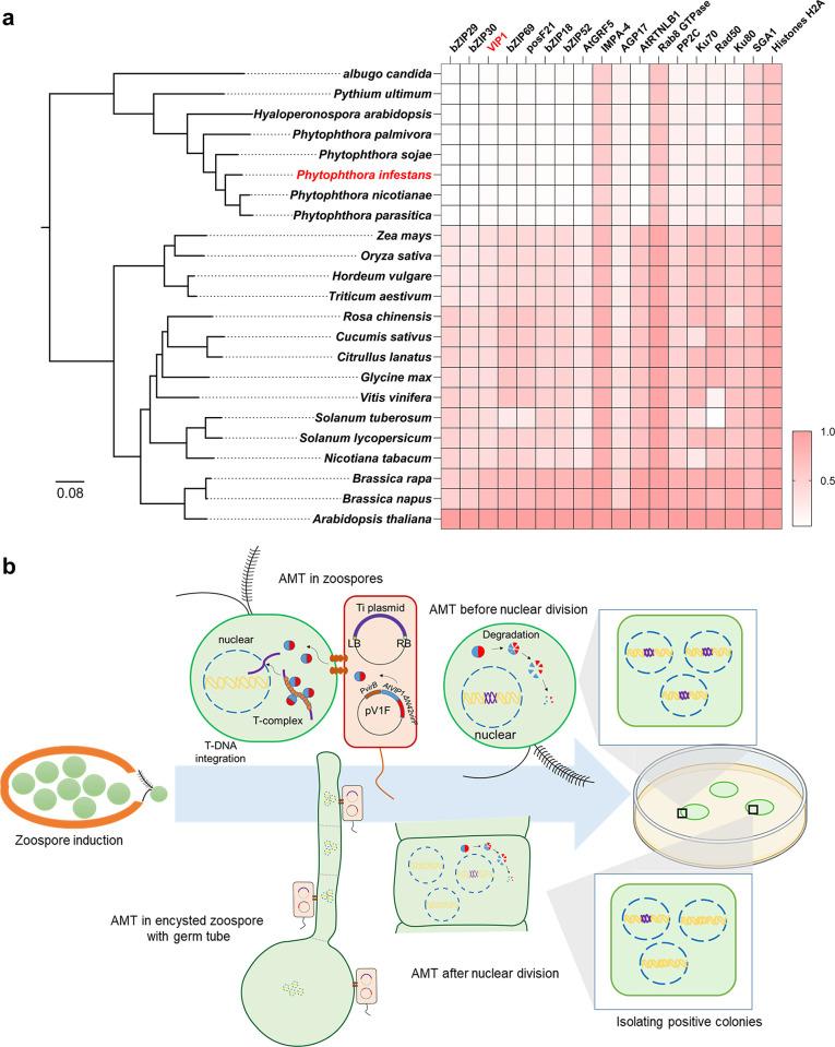 https://cdn.ncbi.nlm.nih.gov/pmc/blobs/e7d2/10156060/a5a84b076869/ppat.1011346.g001.jpg