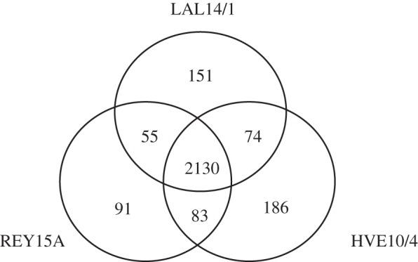 https://cdn.ncbi.nlm.nih.gov/pmc/blobs/e7d2/3718332/5114f3f8f81e/rsob-3-130010-g2.jpg