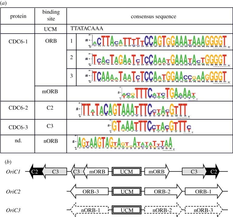 https://cdn.ncbi.nlm.nih.gov/pmc/blobs/e7d2/3718332/abe619ccd5d2/rsob-3-130010-g5.jpg