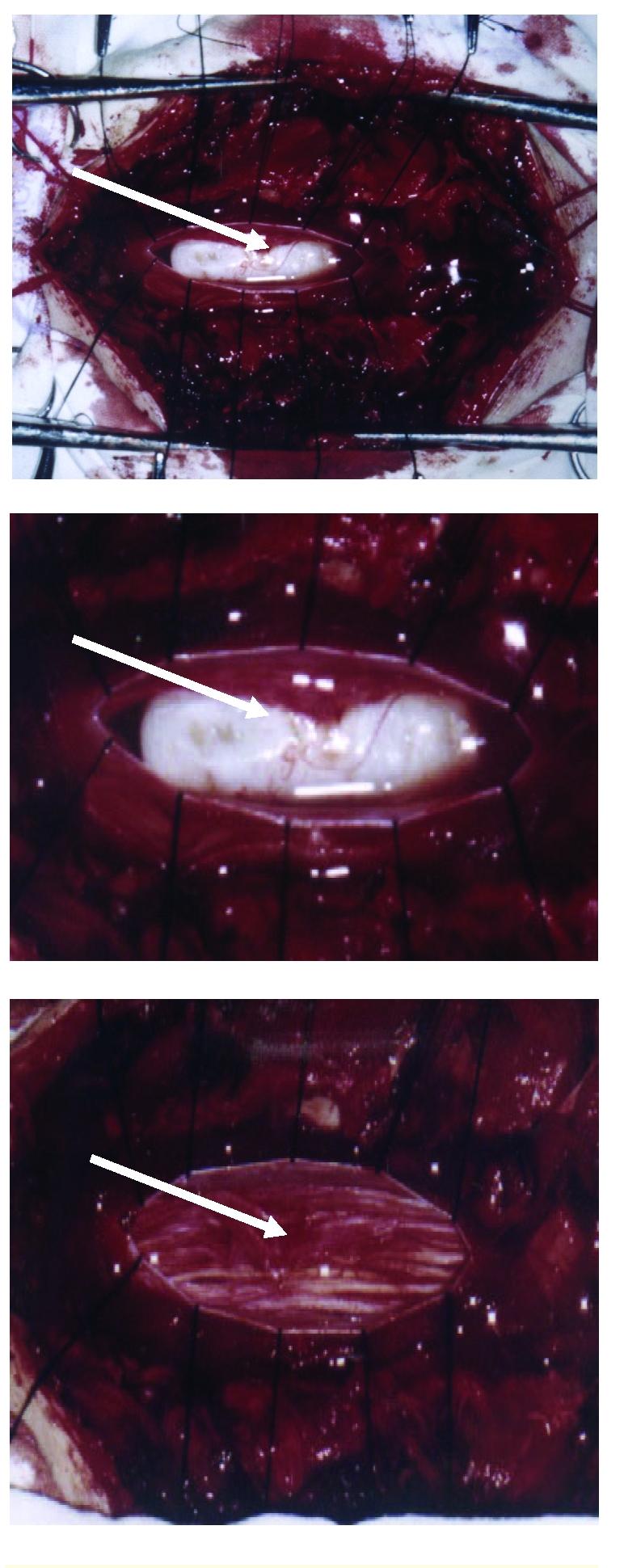https://cdn.ncbi.nlm.nih.gov/pmc/blobs/e7d8/3168827/a7c70f60fb8d/JMedLife-04-305-g003.jpg